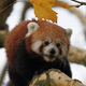 Image for article titled How Do Red And Giant Pandas Coexist? The Secret Is In Their Skulls.